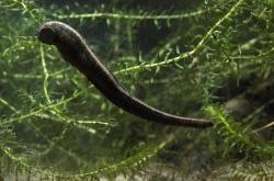 鸭嘴兽undefined-开云线上娱乐